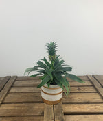 Load image into Gallery viewer, Pineapple Plant (Ananas) with Pot
