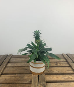 Pineapple Plant (Ananas) with Pot