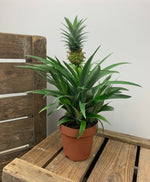 Load image into Gallery viewer, Pineapple Plant (Ananas) with Pot
