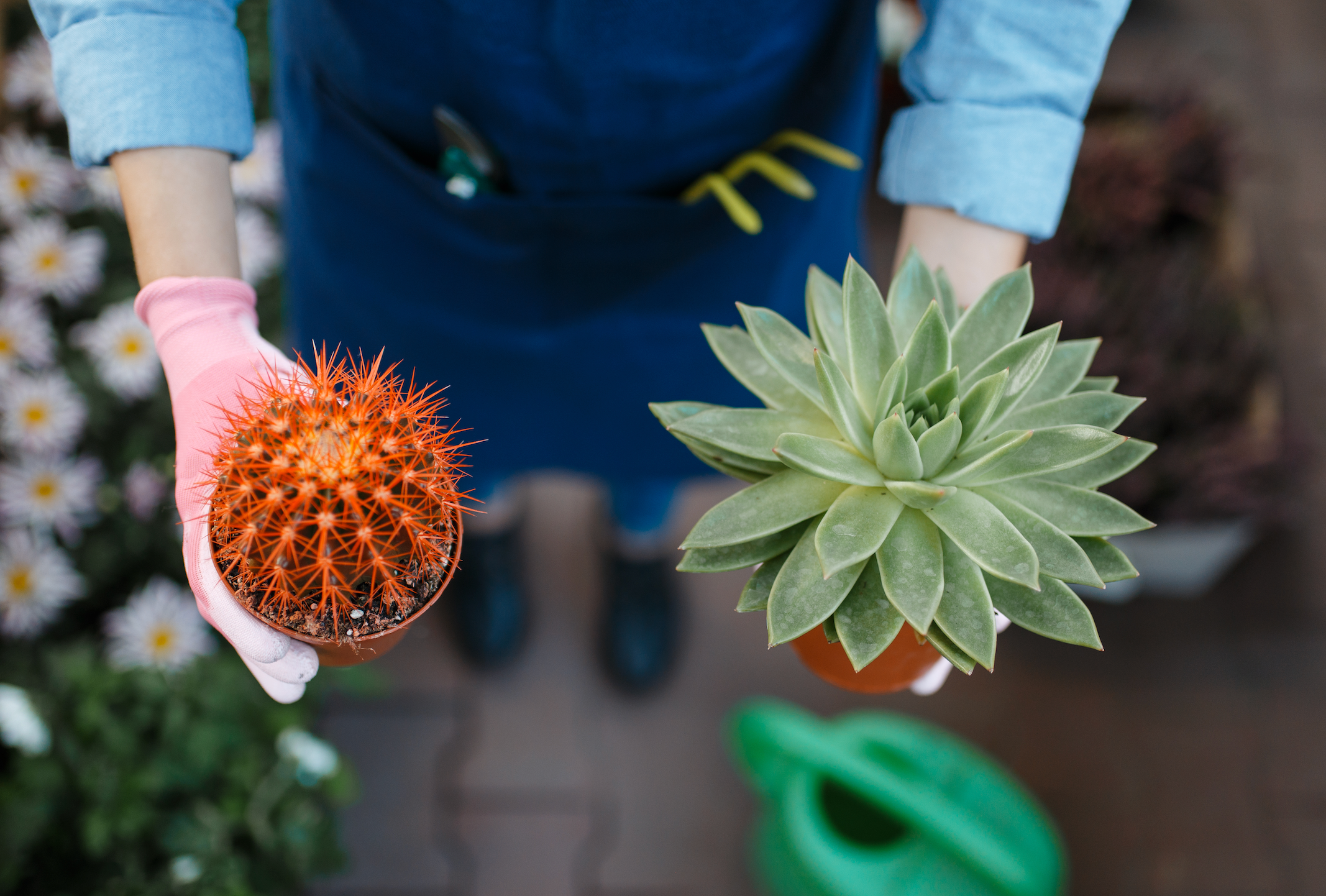 Indoor Plant Subscription Box