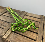 Load image into Gallery viewer, Lucky Bamboo Box
