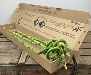 Lucky Bamboo Box